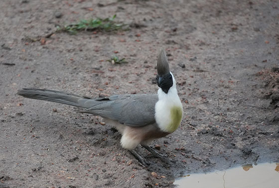 クロガオハイイロエボシドリ